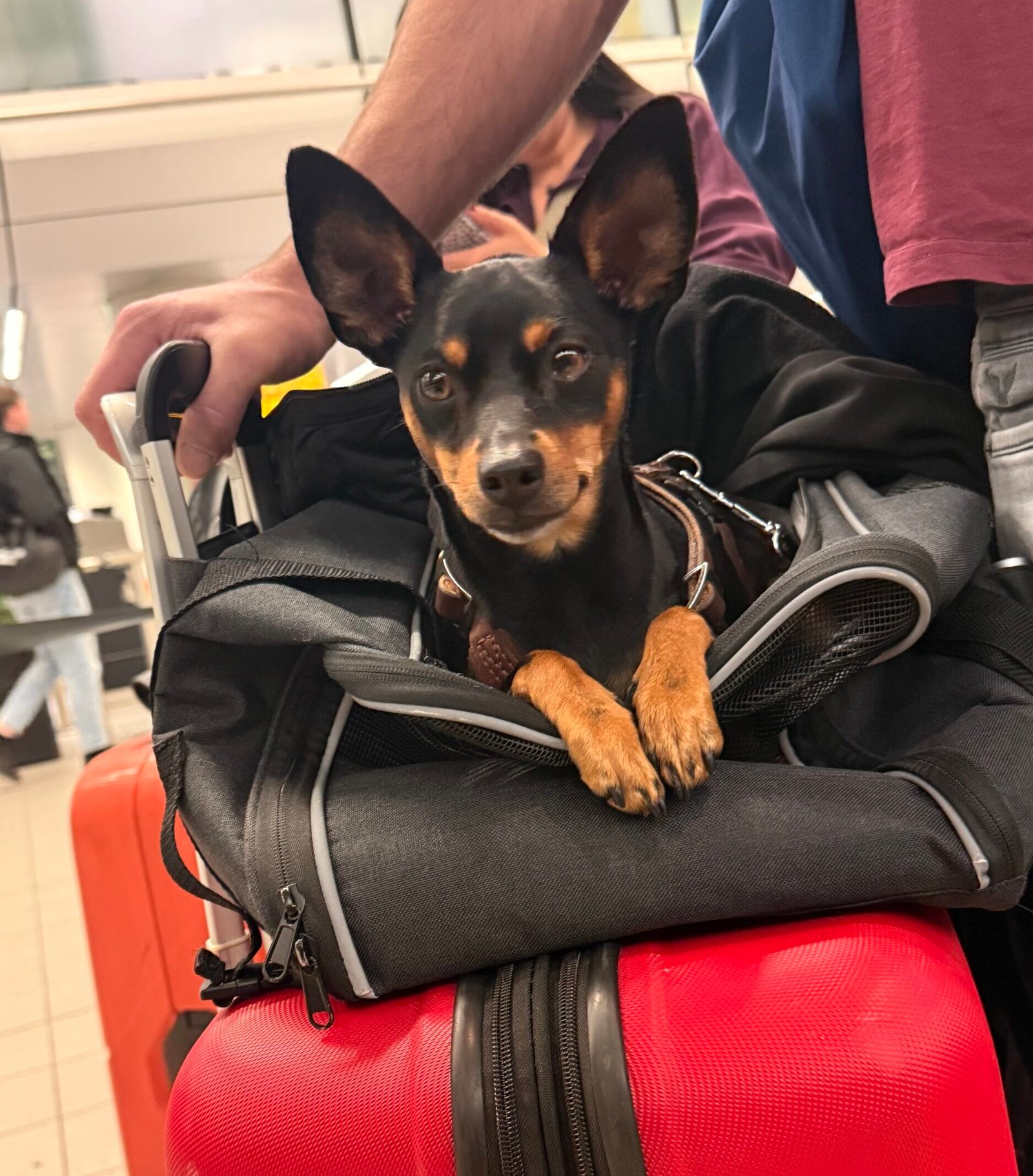 Paco at the airport scaled e1768487741487