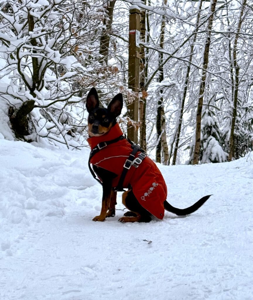 Las mejores chaquetas de invierno para perros: protección real contra el frío 1 Paco con su chaqueta de invierno 1